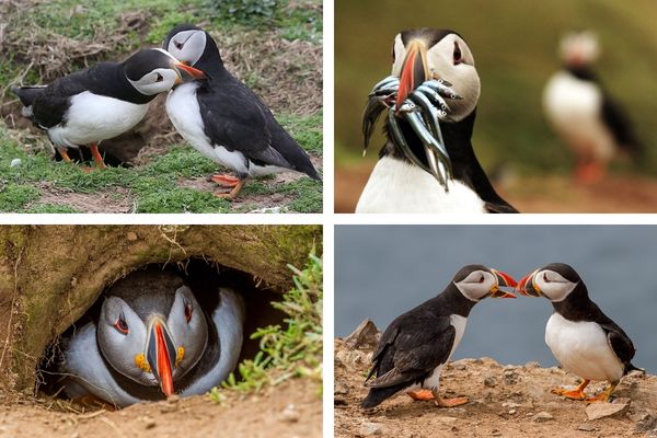 מושבות פאפינים באי סקומר, ויילס